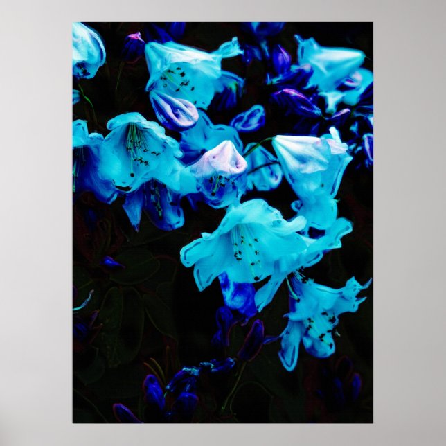 Poster Rhododendrons en bleu, floral, fleurs bleues (Devant)