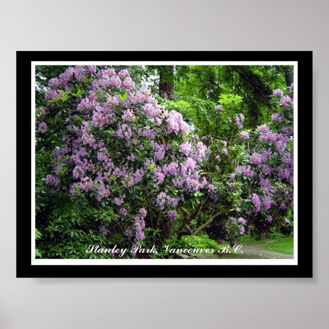 Poster Rhododendrons pourpres (Devant)