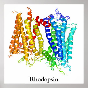 Poster Rhodopsine