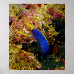 Poster Ribbon Eel Rhinomuraena Quaesita Bernis Eel