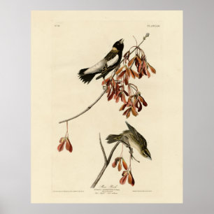 Poster Rice Bird (Bobolink) - Audubon's Birds of America