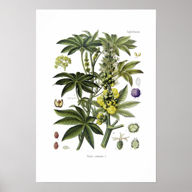 Poster Ricinus communis (Plante d'huile de Castor) (Devant)