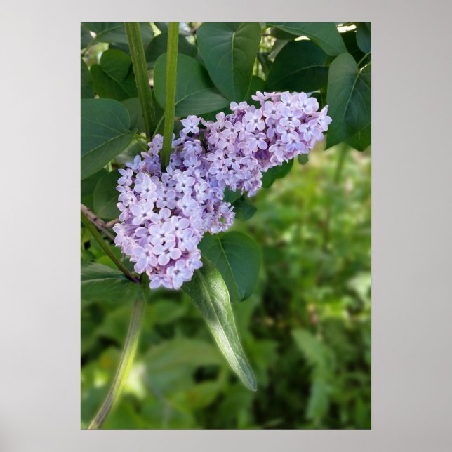Poster rideau lilas (Devant)
