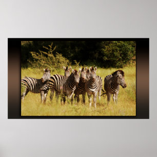 Poster Right at You - zebras safari faune