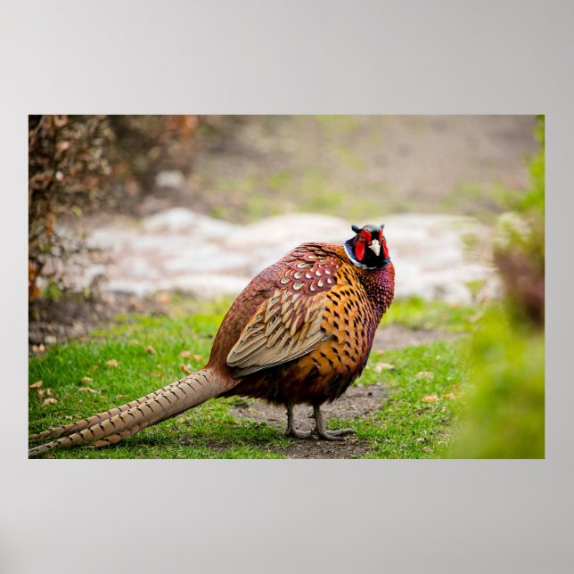 Poster Ringneck Pheasant (Devant)