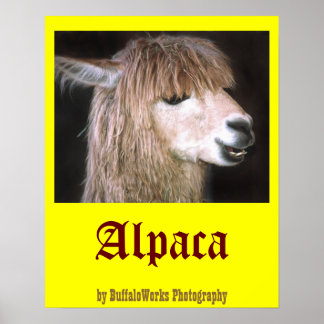 Poster Ringo l'affiche d'Alpaca