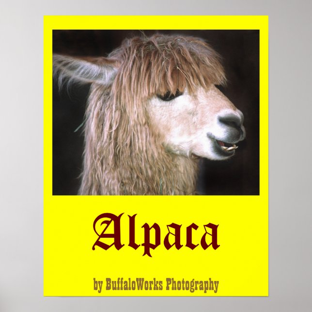 Poster Ringo l'affiche d'Alpaca (Devant)