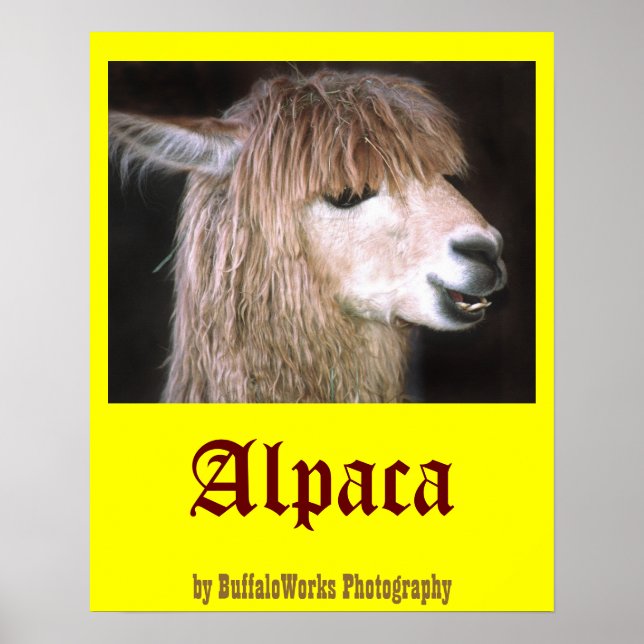 Poster Ringo l'affiche d'Alpaca (Devant)