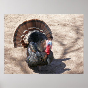 Poster Rio Grande Turquie sauvage