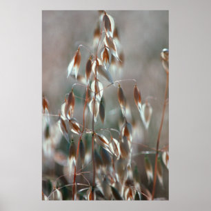 Poster Ripe Oats Ceres, Boland