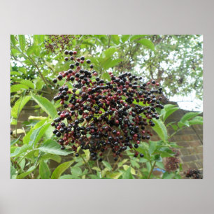 Poster Ripening Elderberries Imprimer