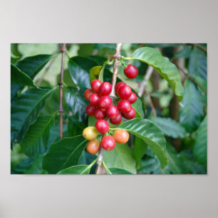 Poster Ripening Kona Coffee Cherries, Hawaii