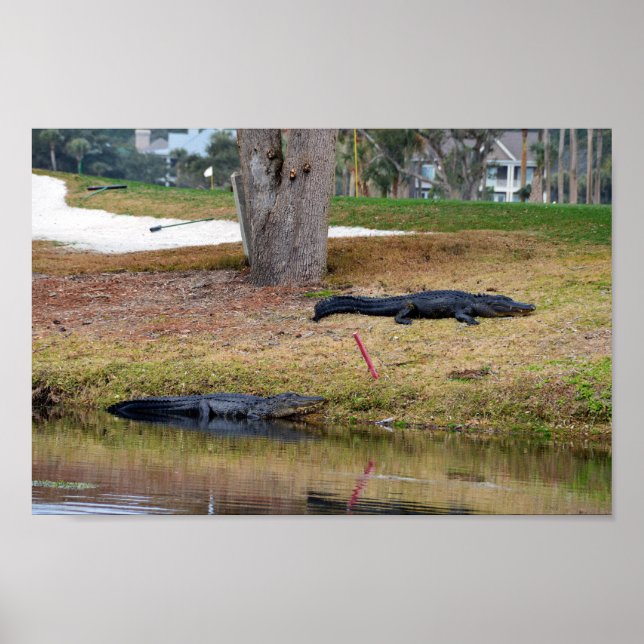 Poster Risque d'alligator sur le terrain de golf (Devant)