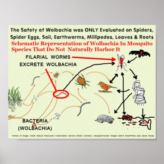 Poster Risques de moustiques infectés par la Wolbachia pa (Devant)