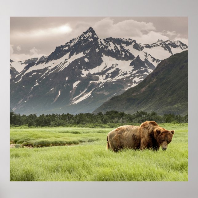 Poster Rive de l'Alaska, grizzli (Devant)