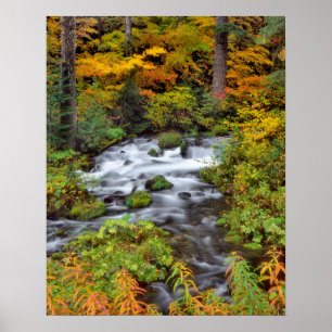Poster Rivière à travers la forêt, Automne, Oregon