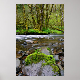 Poster Rivière dans une forêt verte, Oregon
