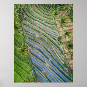 Poster Rivière entre la peinture de cocotiers