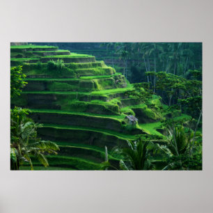 Poster Riz Fields Bali Indonésie