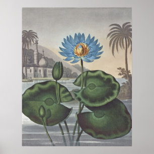 Poster RJ Thornton - La Lys D'Eau Bleue Égyptienne