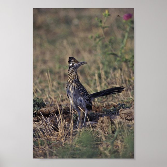 Poster Roadrunner (Devant)