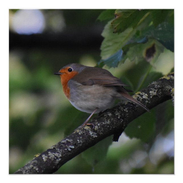 Poster Robin (Devant)
