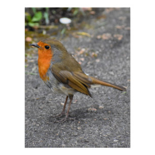 Poster Robin