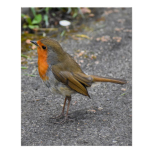 Poster Robin