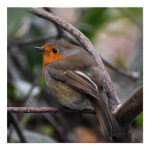 Poster Robin