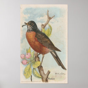 Poster Robin