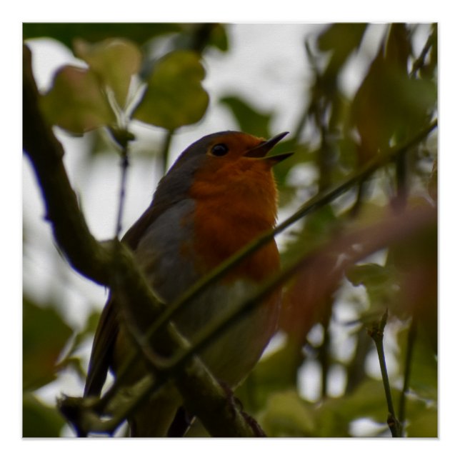 Poster Robin (Devant)