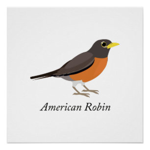 Poster Robin américain