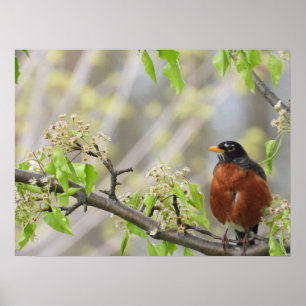 Poster Robin américain et fleurs printanières