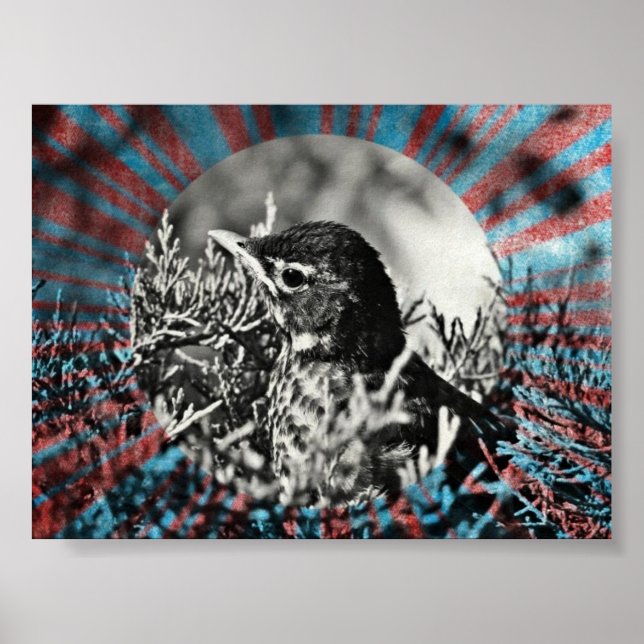 Poster Robin bébé (Devant)