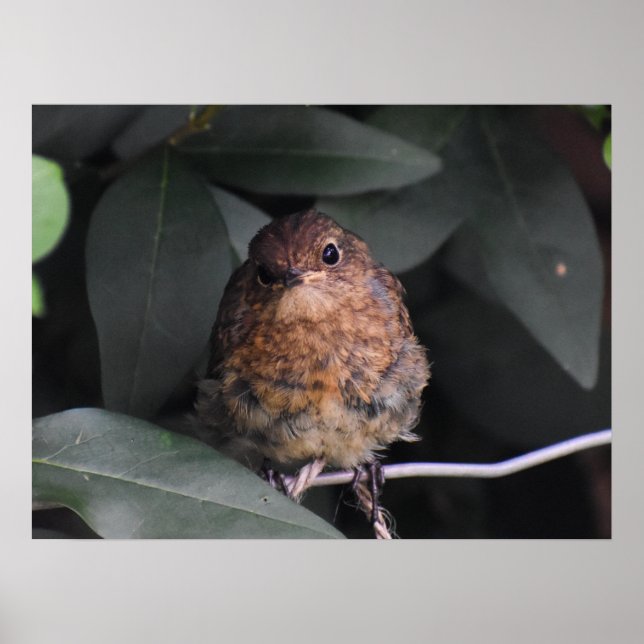 Poster Robin bébé mignonne (Devant)