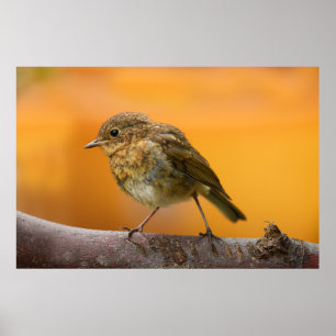 Poster Robin Bébé Sur Une Branche D'Arbre