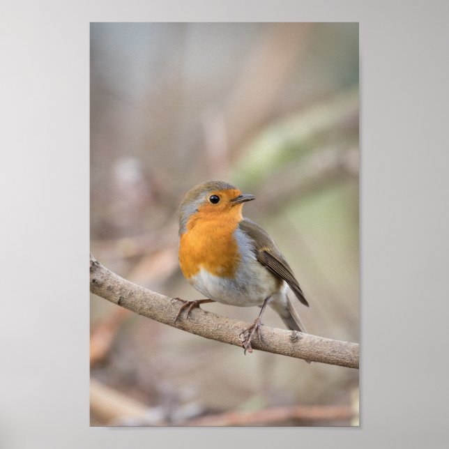 Poster Robin Bird (Devant)