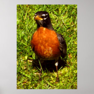 Poster Robin de ressort