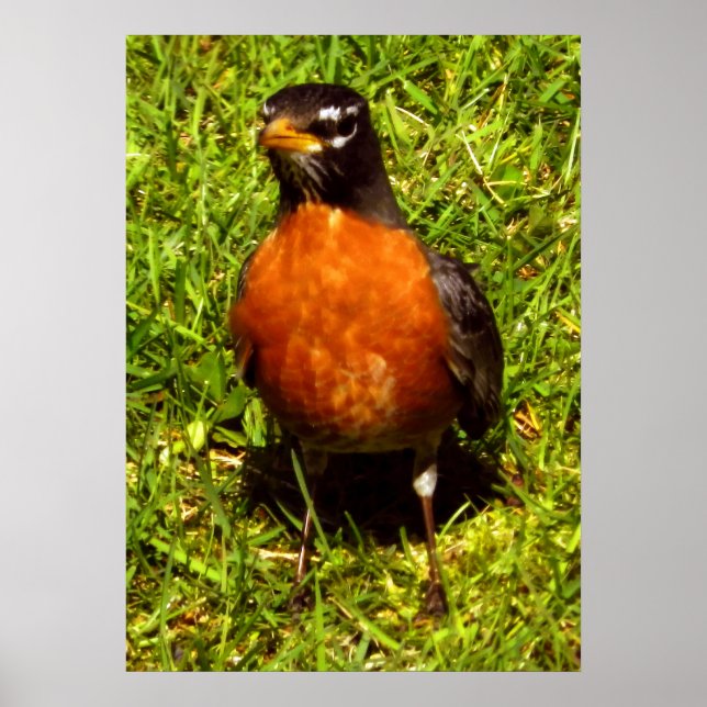 Poster Robin de ressort (Devant)