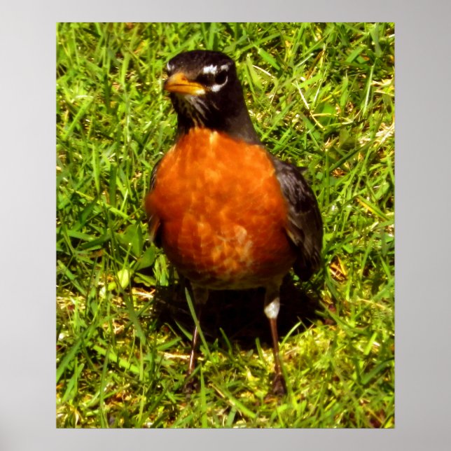 Poster Robin de ressort (Devant)