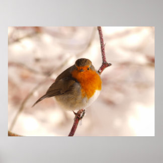 Poster Robin en hiver