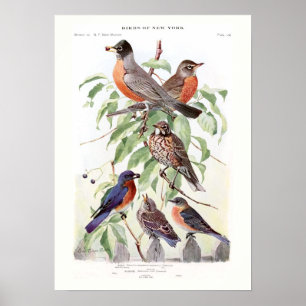 Poster Robin et oiseau bleu