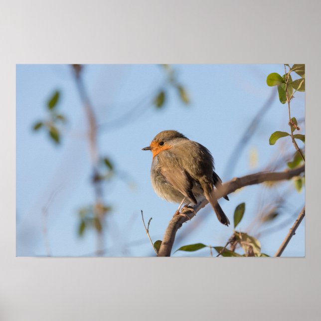 Poster Robin Nature Photo (Devant)
