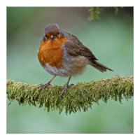 Robin perché sur une branche d'arbre couverte de m