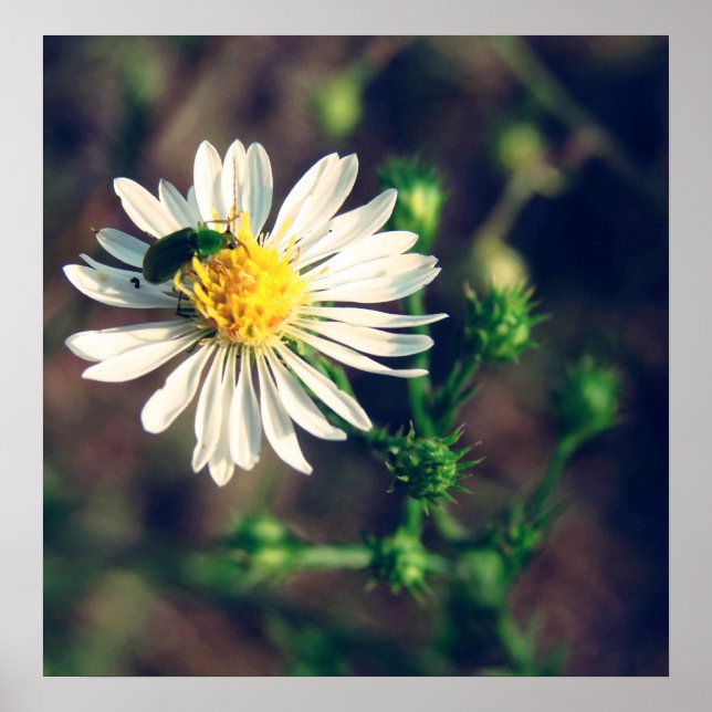 Poster robuste (Devant)