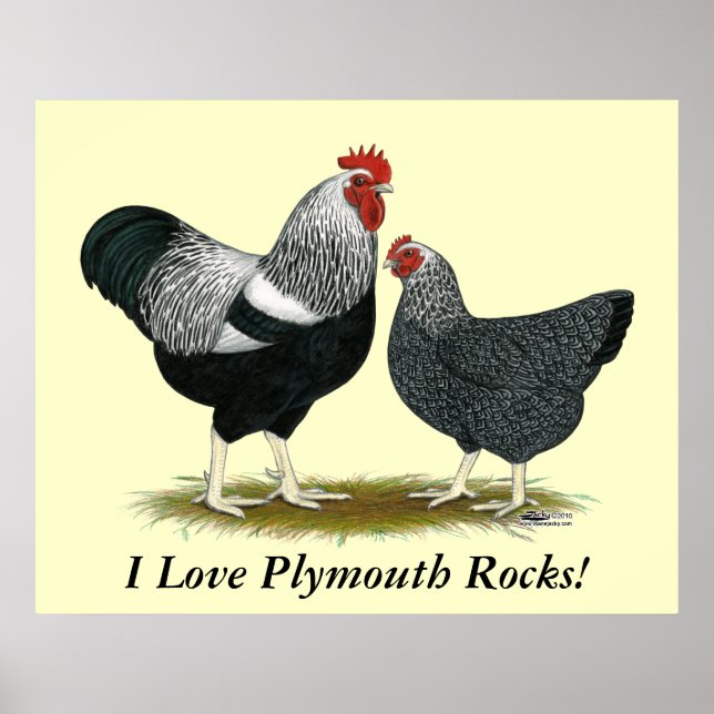 Poster Roche Plymouth : Paire Pencilée Argent (Devant)