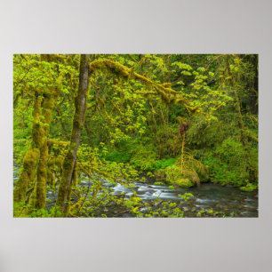 Poster Rochers Et Arbres De Mossy Bordent Le Crique D'Eag