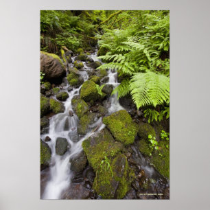 Poster Roches recouvertes de mousse avec eau floue et fou