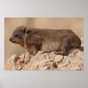 Poster Rock Hyrax