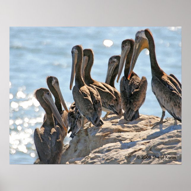 Poster Rock pélican (Devant)